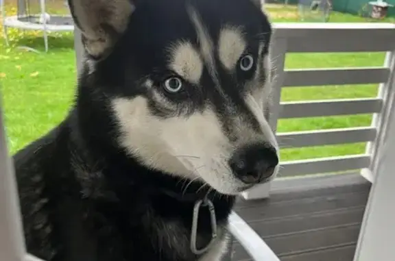 Найдена собака, , фото: Найден хаски: Богородицкая, 8А