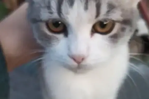 Кошка найдена в г.о. Курск, Курская обл.