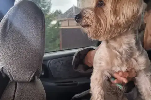 Найдена собака, , фото: Собака найдена: ул. Мира, 1, Дороничи