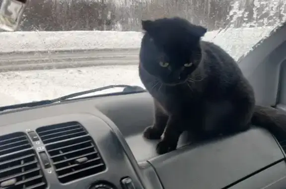 Пропала чёрная кошка, Всеволожск