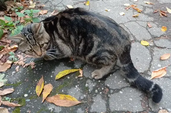 Найден кот, Садовая ул., 9, Иваново