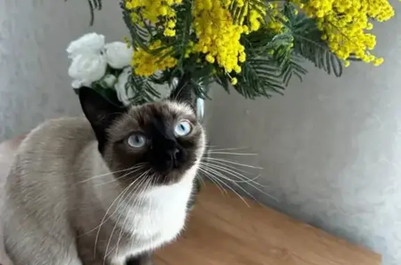 Пропала тайская кошка, Боевой пер., 11А