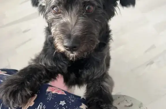 Собака найдена: ул. Лиловая, Пасегово