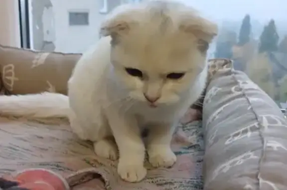 Найдена кошка, Мичуринск, фото: Найдена кошка, ул. Мира, 3, Мичуринск