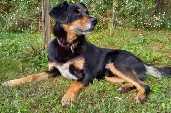 Найдена собака, , фото: Собака найдена в Самотовино, 46К-8191