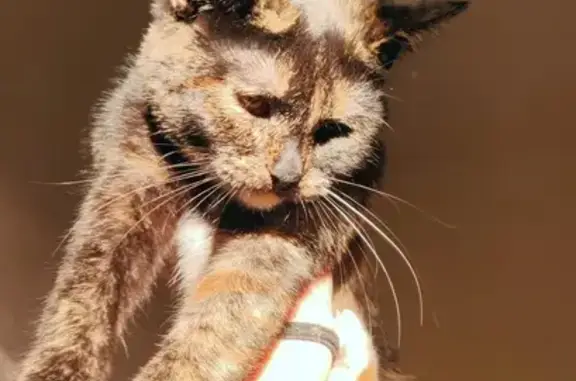 Найдена кошка, Дзержинск, фото: Кошка найдена: ул. Гайдара, 61, Дзержинск