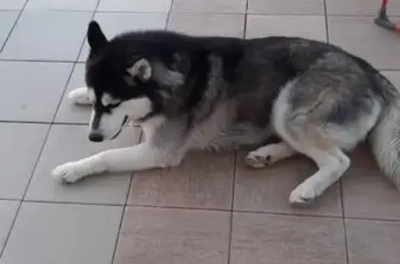 Собаки потеряшки, Куток, фото: Потеряшка хаски, хутор Куток, Анапа