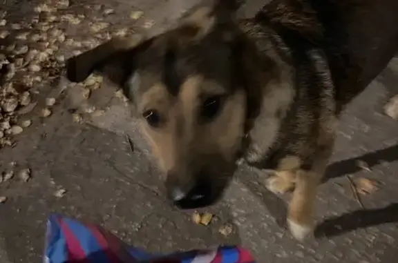 Собака найдена у пожарки, Нурма 88Н-07030