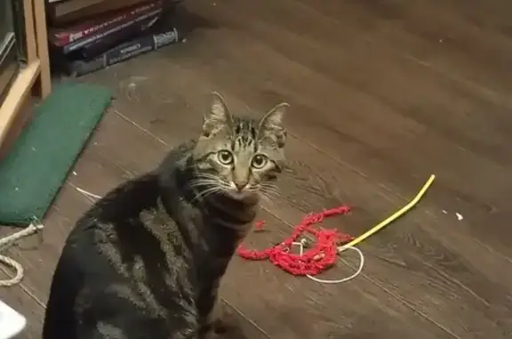 Кошки потеряшки, Ульяновск, фото: Потеряшка кошка в Ульяновске, блок розовый ошейник