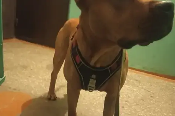 Собаки потеряшки, Старые Турбаслы, фото: Потеряшка собака в Старых Турбаслах, РБ