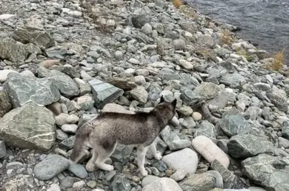 Хаски найдена, Кедровая 2, Чемал