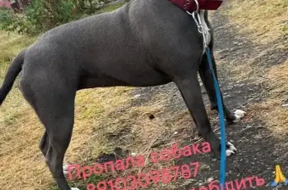 Пропала собака, Мезенская ул., Плещеево