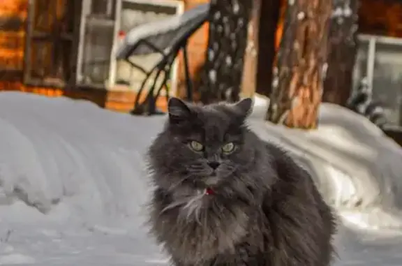 Пропала кошка, Кемерово, Старочервово