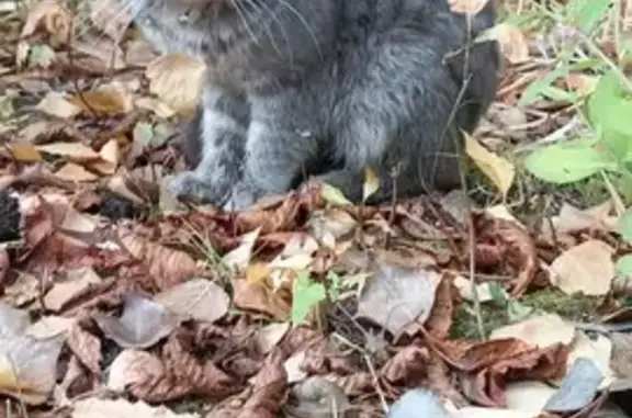 Найдена кошка, Липецк, фото: Кошка найдена, ул. Космонавтов, 10, Липецк