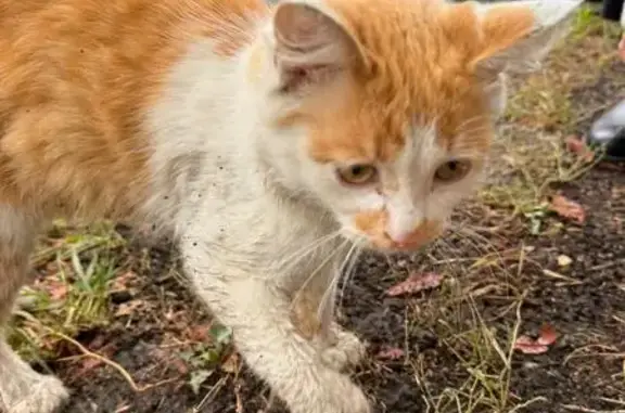 Котёнок найден у Варшавское шоссе, 1 с6