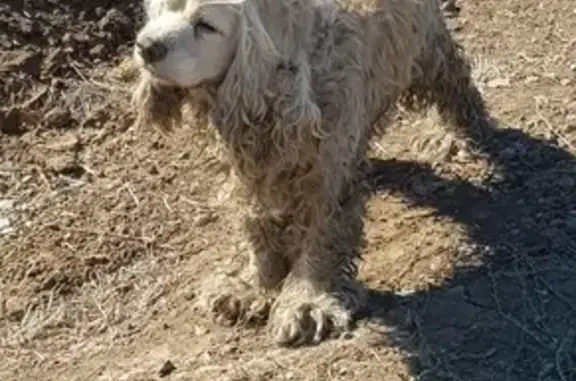 Найдена собака, Фрунзенское, фото: Собака найдена: Фрунзенское СП, Волгоградская обл.