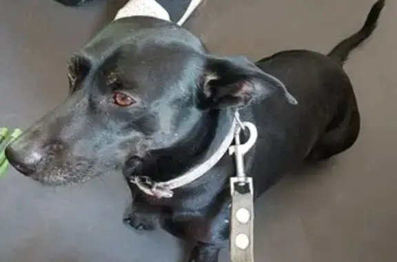 Собаки потеряшки, Станционный сельсовет, фото: Потеряшка такса, Центральная ул., Станционный