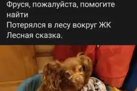 Собаки потеряшки, , фото: Потеряшка собака, Новая улица, Светлогорск