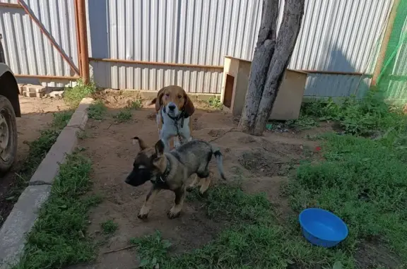 Собаки потеряшки, Ежово, фото: Потеряшкаи 2 гончие, Родниковая ул., Ежово