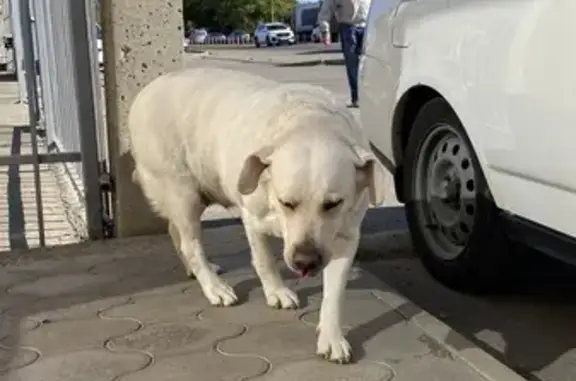 Найдена собака, Старобжегокай, фото: Лабрадор ждет хозяина: Ореховая, 8