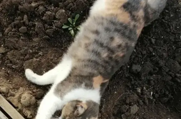 Кошки потеряшки, Красный Яр, фото: Потеряшка кошка, Красный Яр, «Урал»