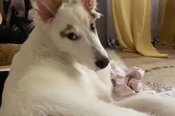 Потерянные животные Липецк, фото: Пропала собака на Звёздной, 4/3, Липецк