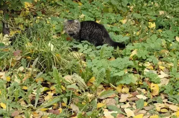 Кошка найдена на Давыдова, 18, Пермь