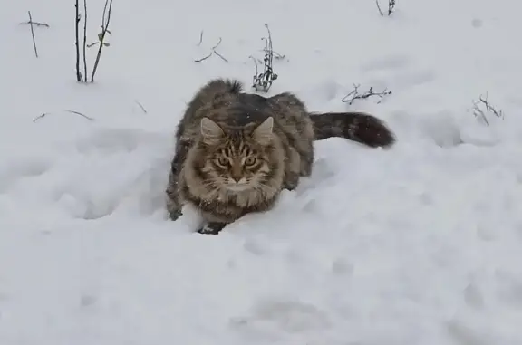 Пропала кошка, ул. Шубина 29, Богородск