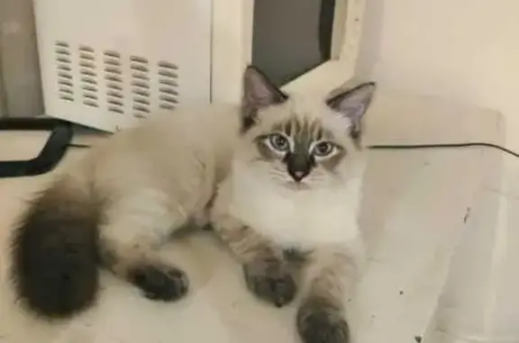 Кошки потеряшки, Армавир, фото: Потеряшка кошка, Армавир, Коммунистическая 63