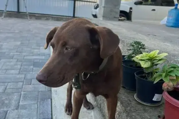 Собаки потеряшки, , фото: Потеряшка собака, Гавердовский, Адыгея