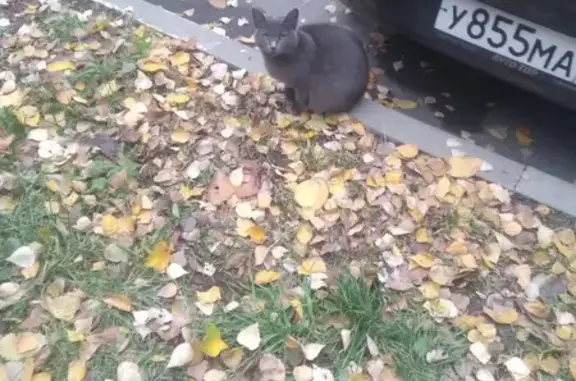 Кот на Волжском бульваре, 16 к1, Москва