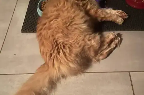 Кошки потеряшки, Ермолинское, фото: Потеряшка кошка, ул. Есенина, Ермолинское