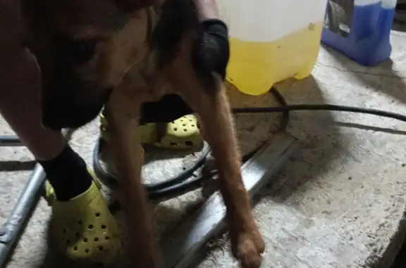 Найдена собака, Нижняя Шиловка, фото: Щенок найден: Светогорская ул, 91В/5