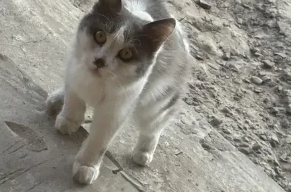 Найдена кошка, , фото: Кошка найдена: Крестьянский пер., 10, Шахты