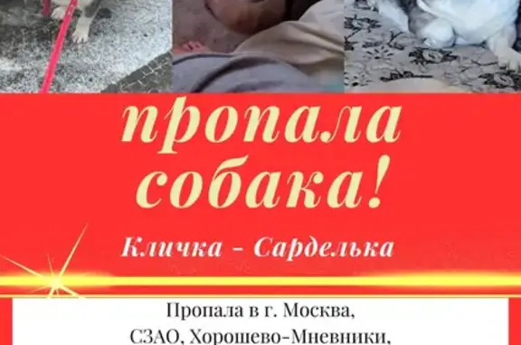 Пропала собака, Живописная ул., Москва