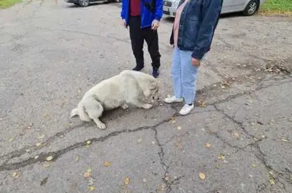 Собака найдена: Луговая ул., МО