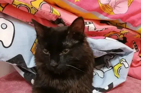 Кошки потеряшки, Шуваево, фото: Потеряшка чёрная кошка, Цветочная 16