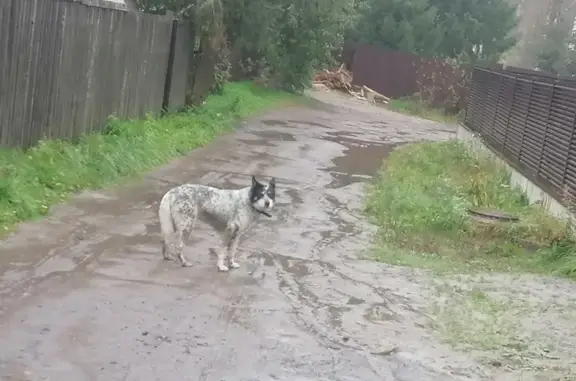 Найдена собака, Сярьги, фото: Собака найдена: Родниковая 131, Сярьги
