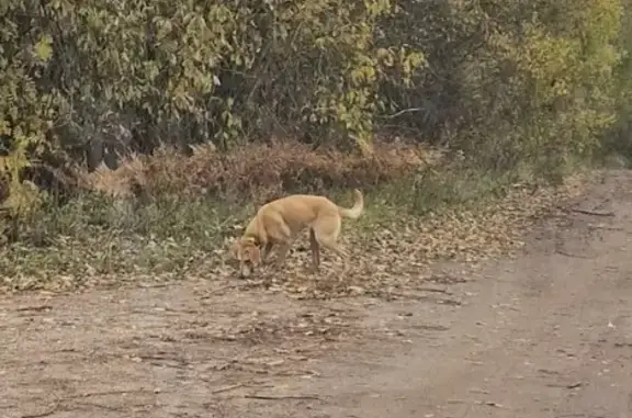 Собака найдена в Савинском, Новгородская обл.