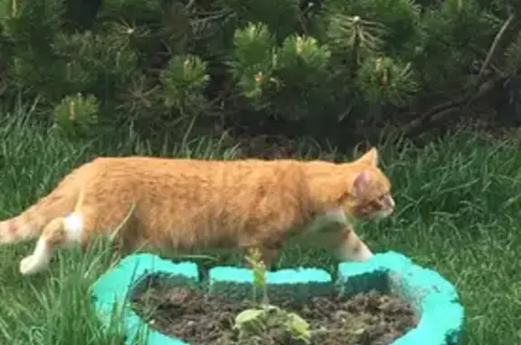 Пропала кошка, Дружный пер., 4, Сосновоборск