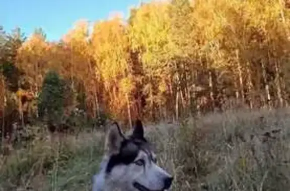 Пропала хаска, ул. В.Сергеевой, Кыштым