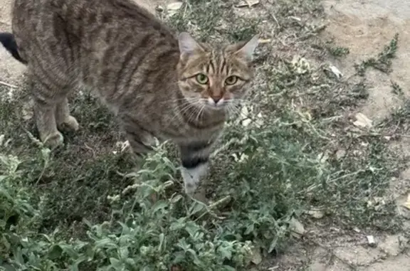 Кошка найдена: ул. Балонина, Волгоград