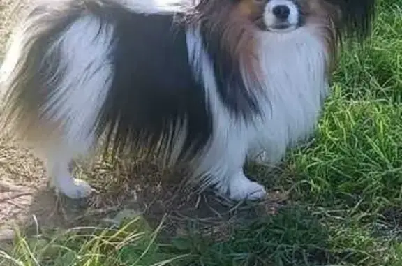 Собаки потеряшки, Тимирязевское, фото: Потеряшка пёс на Чапаева, 2, Тимирязевское