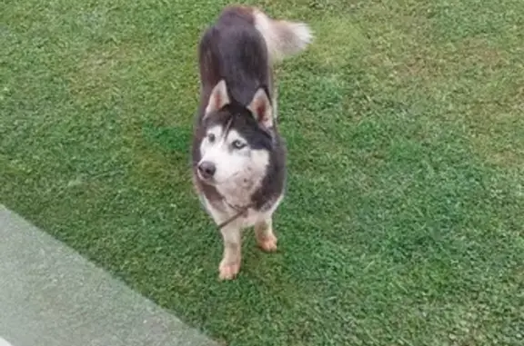 Найдена собака, , фото: Собака найдена в Сергиевом Посаде, МО