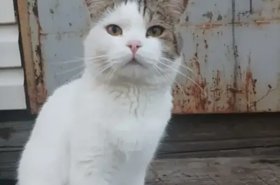 Кошки потеряшки, Власиха, фото: Потеряшка кошка, ул. Возрождения, 9, Власиха