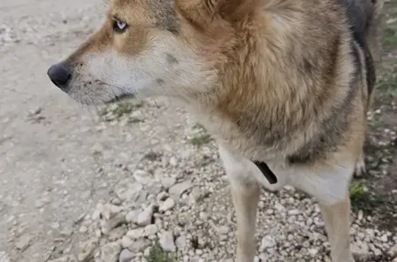 Найдена собака, , фото: Собака найдена: Улово, Павловское СП