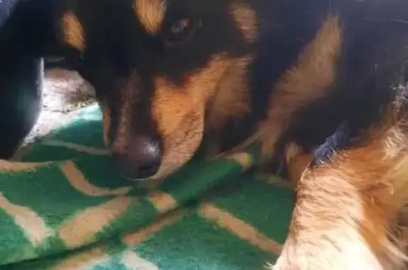 Найдена собака, , фото: Найдена собака, ул. Уварова, 2, Еманжелинка