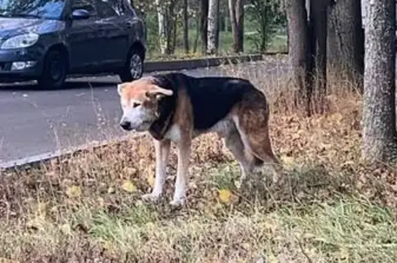 Собака найдена на Лескова, 13А, Москва