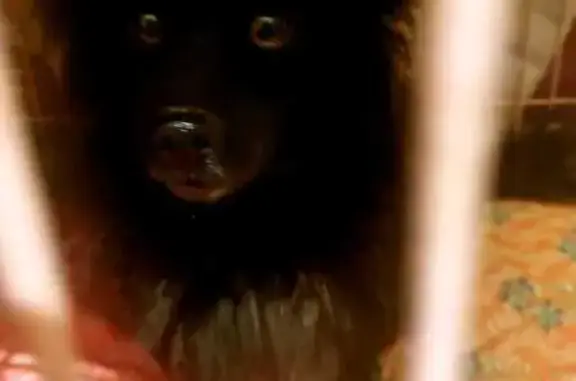 Найдена собака, село Коллонтай, фото: Найдена собака, Привокзальная, 25