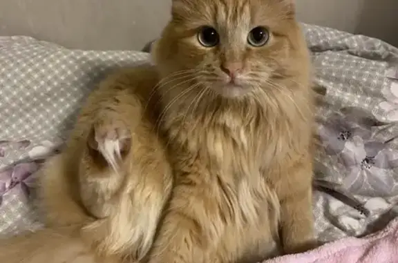 Кошки потеряшки, Чаадаевка, фото: Потеряшка кошка в Чаадаевке, Пензенская обл.